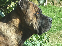 cane corso rustico femmina